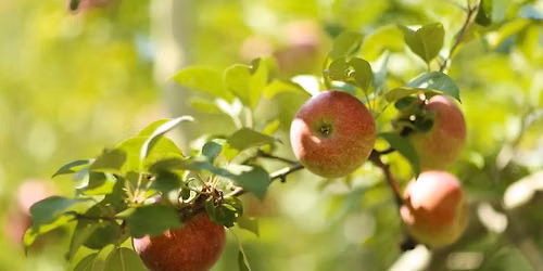 Apple Peach Festival of Acushnet 2026