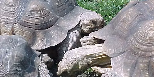Father's Day at the Washington Park Zoo