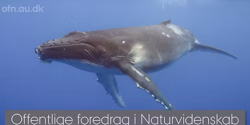 Med havets k\u00e6mper p\u00e5 jagt (Livestream)