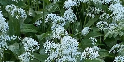 Ramsl\u00f8g og Riesling