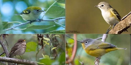 Thurday Fall Migration Walks at the Arb