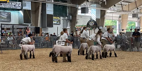 Sheep Showmanship followed by Market Show