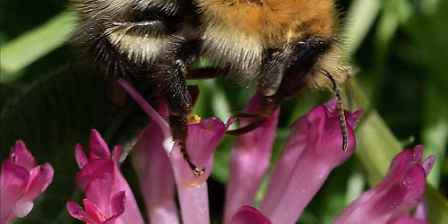 Carder Bee ID and Survey Training