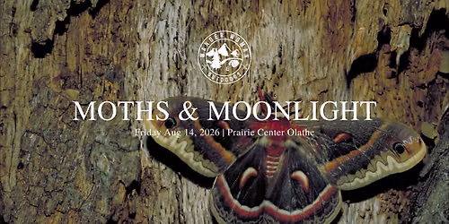 Moths & Moonlight