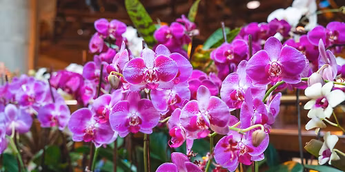 Orchid Show 