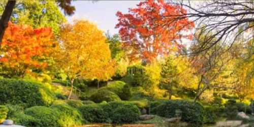 JAPANESE FALL FESTIVAL 2025