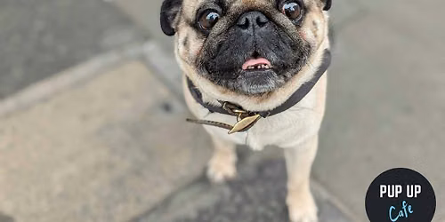 London - Pug Pup Up Cafe \ud83c\udf38