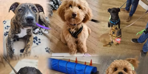Puppy Classes