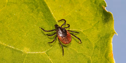 SI Bio-Blitz Tick Talk with the DOHMH