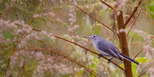 FYBC Birdwalk at Red Bug Slough With John Groskopf