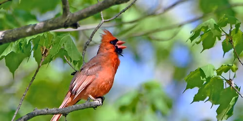 Old School Birding by Ear
