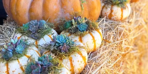 Succulent Pumpkin Workshop with Hen & Drake Modern Tea Room Antioch!