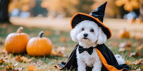 Howl-O-Ween Party!
