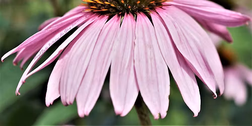 ACOSTA'S 2026 SPRING GIFT MARKET