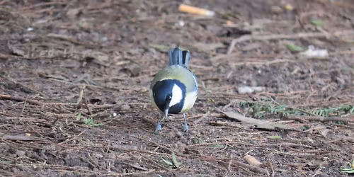 Maandelijkse vogeltelling: locatie Stadspark