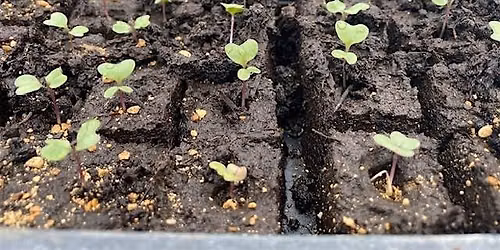 Free the Seeds!
