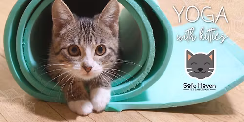 Yoga with Kitties