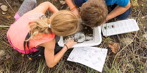 Pond Dipping - Creatures from the Yeading Brook