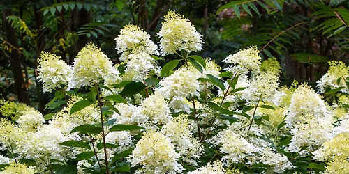 Seasonal Spotlight tours - Hydrangeas