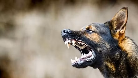 Dog Fight Intervention Training 