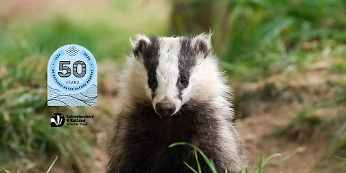 Badger Watch at Rutland Water