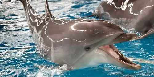 Kal\u0117d\u0173 stebuklas su delfinais Klaip\u0117doje 2025.12.27d. (i\u0161 Alytaus, Prien\u0173, Kauno)