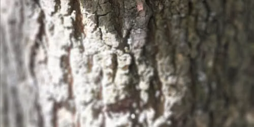 Natural Art at Hartshill Hayes Country Park