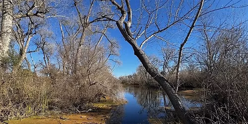 Birding the Shadow Cliffs Regional Recreational Area