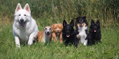 Helgelandsutstillingen 2026