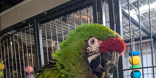 Bird Adoption & Toymaking Faire (free!)