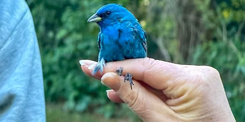 World Migratory Bird Day for Chestertown & Washington College