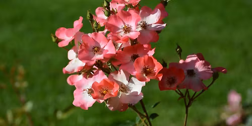 Rouseschn\u00ebttcours am Jardin de Wiltz