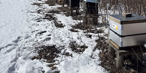 Beekeeping: How to prepare and wrap up beehives for Winter