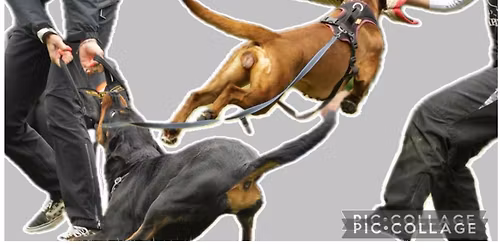 Seminar "Schutzdienst ohne Helfer" mit Ralf Waschulewski - im November 2025