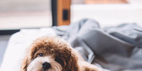 Family Dog Basics