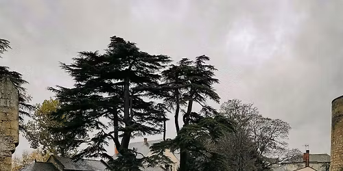 Van Gogh Countryside Escape