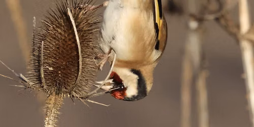  Wander into Winter - Guided Walk at RSPB Ham Wall