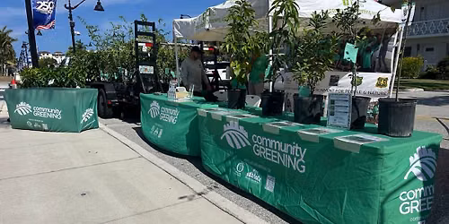 Boca Raton Tree Giveaway