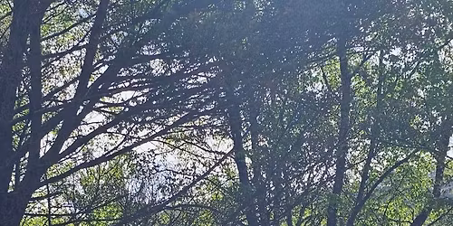 5-dagers rideleir med \u2b50\ufe0f\u2b50\ufe0f\u2b50\ufe0f Parelli instrukt\u00f8r - Sigrid Ritland - Klovning Gard 