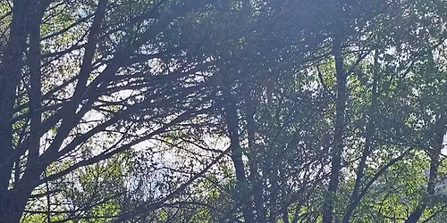 (FULLT) 5-dagers rideleir med \u2b50\ufe0f\u2b50\ufe0f\u2b50\ufe0f Parelli instrukt\u00f8r - Sigrid Ritland - Klovning Gard 