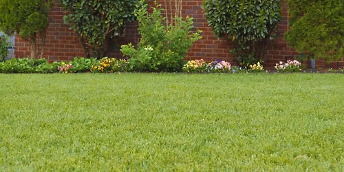 Free Monday: Organic Lawncare in the Fall