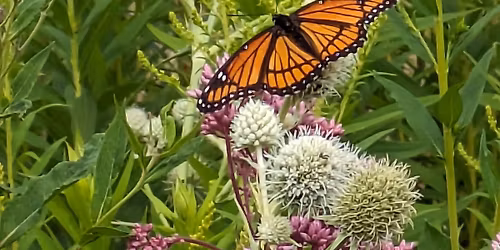 Native Seed Fest and Annual Meeting for Members