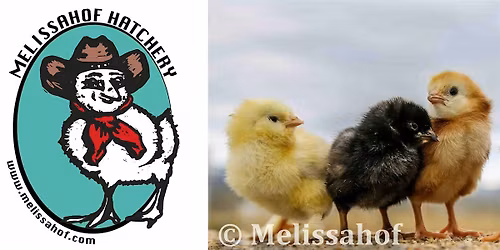 Poultry Keeping: Baby Chick & Laying Hen Care