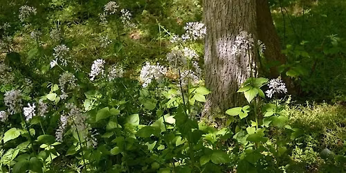 LOW Plant ID and herbal uses walk