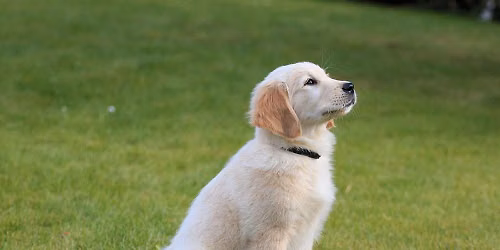 PUPPY CLASS