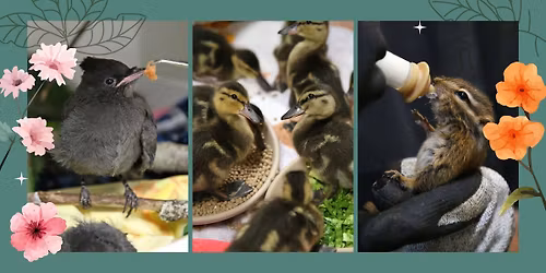 Spring Festival and Native Plant Sale