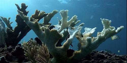 Coral in Danger - Threats to Florida's Reef Builders