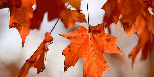 Mint Leaf Fall Event