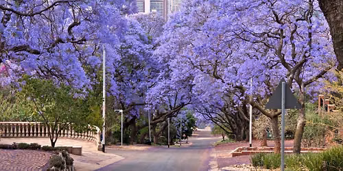 Jacaranda Tree Urban and History Walk