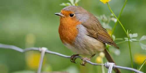 Taith Gerdded C\u00f4r y Bore Bach - Parc Bute \/ Dawn Chorus Walk \u2013 Bute Park